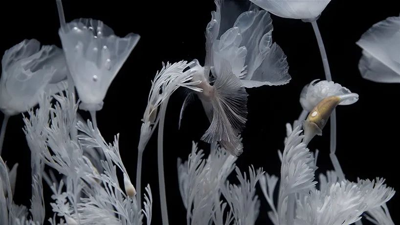 日本藝術家新作展覽活動推出的水上花園，透明的花令人難以置信